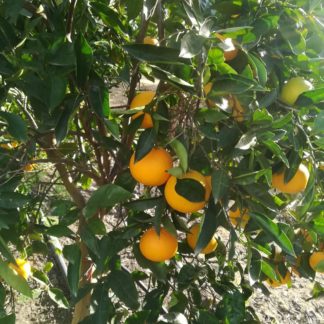 Tarocco Gallo da spremuta